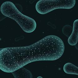 Gut microbiome close-in