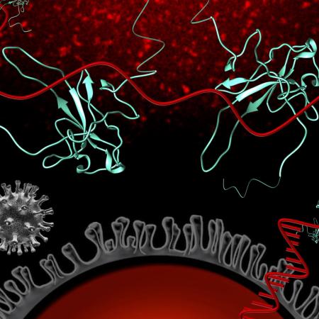 A graphic depicting N protein.